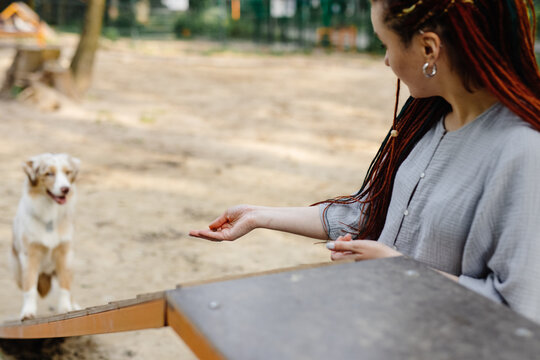 Owner teaching dog different tricks 