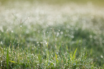 Macro of early morning spring grass covered in sparkling dew drops rain drops