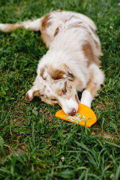 Pet playing with bright toy outdoor 