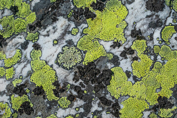 The old stone in the forest covered with moss and lichen. Macro. background of lichen moss stone.