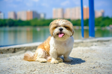 shih tzu dog shows tongue in summer on the beach