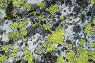 The old stone in the forest covered with moss and lichen. Macro. background of lichen moss stone.