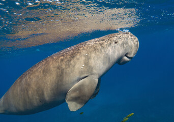 Fototapeta premium Dugong breathes. Sea cow (Dugong dugon)