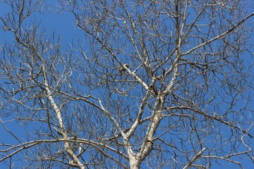 Mangue Seco, Cruz, CE, branches against blue sky