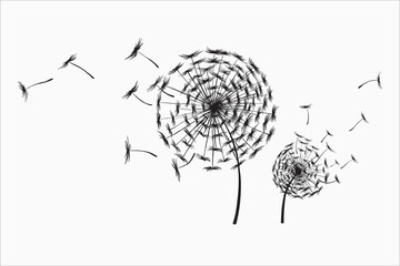 Dandelion flower isolated on a white background, Abstract Dandelions, dandelion with flying seeds, Black contour of a dandelion, Black and white illustration of a flower, Spring plant