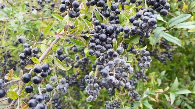 blackberries on the trees
