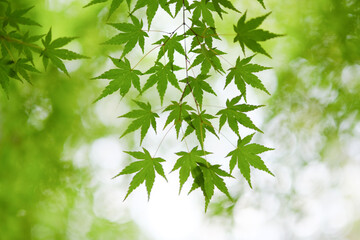 Fototapeta premium 緑の紅葉