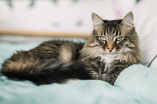 Gorgeous Siberian cat on the bed