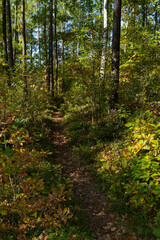 Fototapeta premium Forest trail in early autumn scenery.
