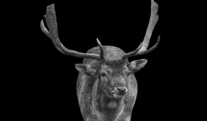 Grayscale of a beautiful male deer on a black background