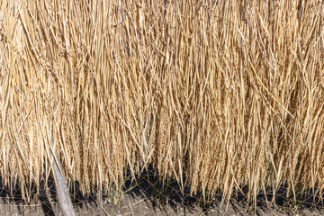 稲を収穫後、天日干ししている田んぼ（秋、日本）