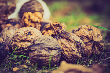 Walnut whole and kernels outdoors on ground.