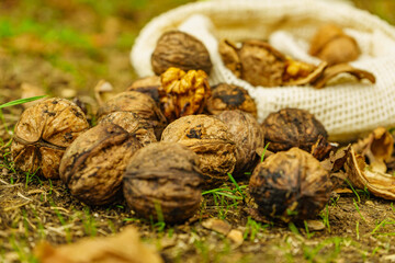 Walnut whole and kernels outdoors on ground.