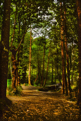Dirt pathway shaded by tall trees in a grove at the Way of St. James. A pilgrimage route leading to Santiago de Compostela in Spain. Oil paint filter.