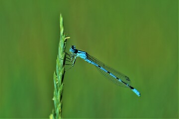 blue dragonfly on leaf