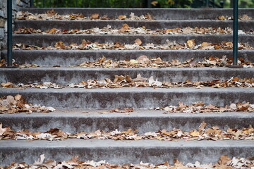 The autumn leaves have fallen and landed on the steps