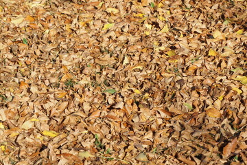 The leaves have been raked into a pile and you can see yellow and brown colors.