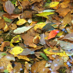 Autumn leaves on water in a small stream.
