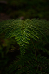 leaf ready for text advertisment poster production, nature natural product background, ready for print