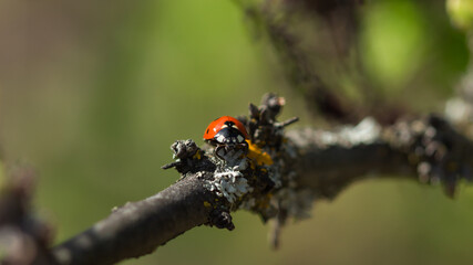 The seven-spot ladybird (lat. Coccinella septempunctata), of the family Coccinellidae, and the common orange lichen (lat. Xanthoria parietina), of the family Teloschistaceae.