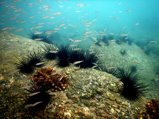 Costa Rica Pacific sea life