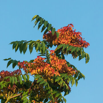 Die gefiederten Bl&auml;tter und Fr&uuml;chte des G&ouml;tterbaums (Ailanthus altissima) vor blauem Himmel.