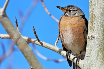 bird on a branch