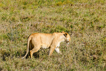 Lioness walking in a grass. Serengeti national park, Tanzania