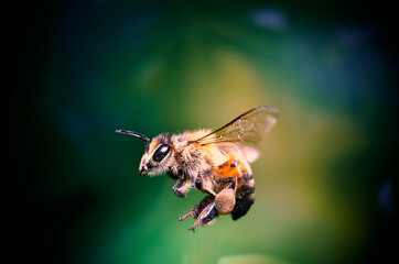 abeja