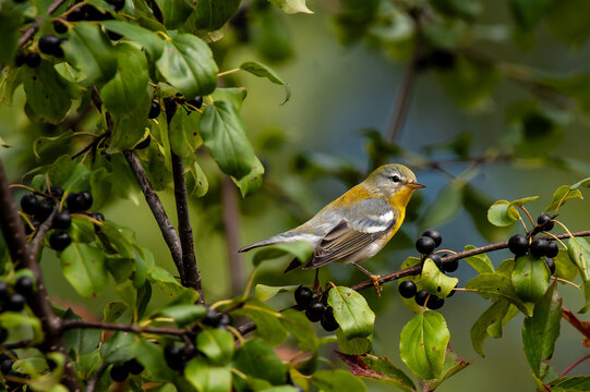 Northern Parula (Setophaga americana), a small warbler, in its fall and winter foliage as it proceeds South on its annual migration.