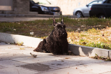 Black Scottish Terrier Dog. A small black dog is waiting for its master. Pets
