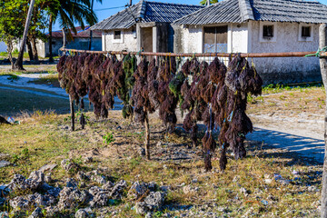 Seaweed drying at the seaweed farm at Zanzibar island