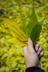 Colors of the Autumn. Color gradient out of Yellow and green leaves. Girl's hand holding yellow and green leaves in park. Perfectly focused and blurred background giving that isolated look. 