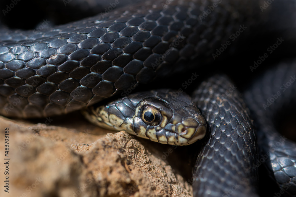 Poster close up shot of the head of an adult black western whip snake, hierophis viridiflavus, in malta