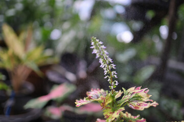 Fresh flowers and leaves on a rainy day
