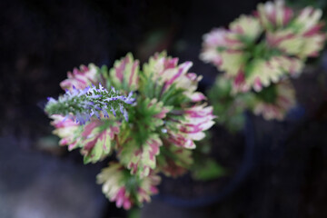 Fresh flowers and leaves on a rainy day