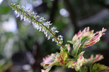 Fresh flowers and leaves on a rainy day