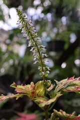 Fresh flowers and leaves on a rainy day
