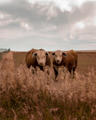 westcliffe colorado bulls