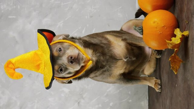 A dog in a pumpkin hat sits looking at the camera. Thanksgiving Day. Halloween. Orange pumpkins and leaves. Vertical video