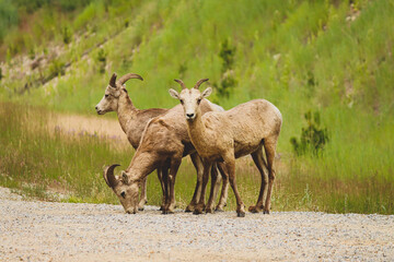 Bighorn sheep in the countryside 