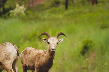 Bighorn sheep in the meadow