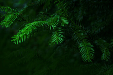 Green branch of the pine tree close up