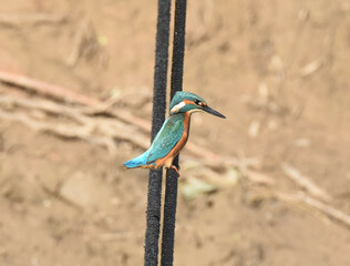 Kingfisher patiently waiting for a prey