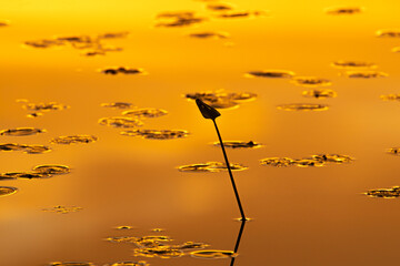 Golden Light Reflecting on a Lake
