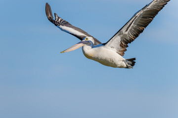 Fototapeta na wymiar Pelican flying in the late afternoon blue sky