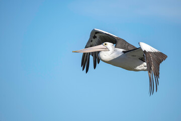 Pelican flying in the late afternoon blue sky