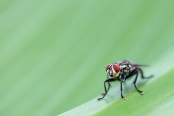 fly on green leaf