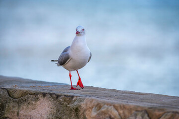 Seagull at the seaside