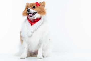 spitz com fantasia de natal e laço vermelho
